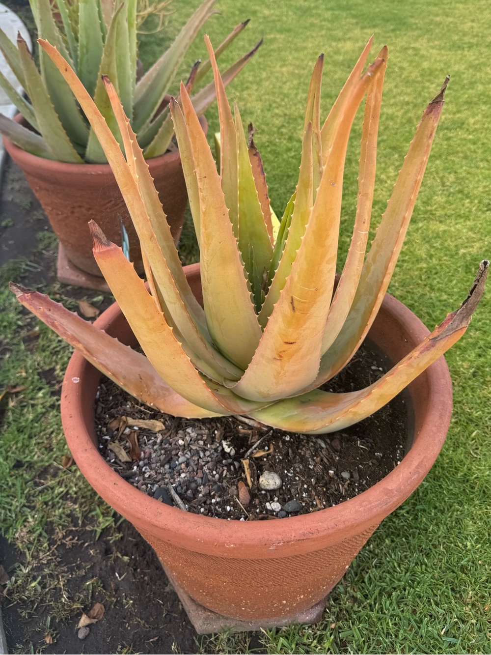 Aloe vera Barbadensis